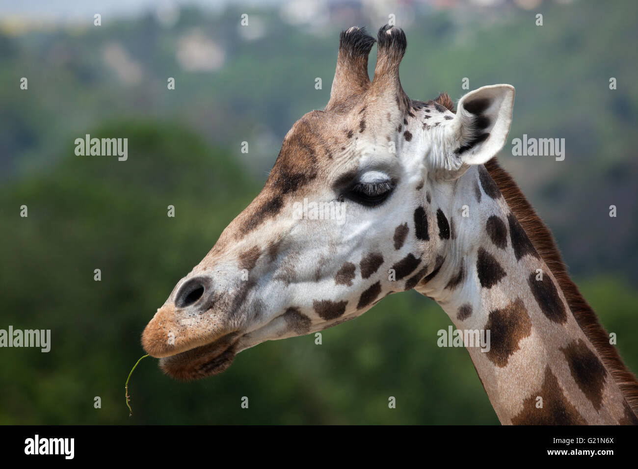 Rothschild Giraffen (Giraffa Plancius Rothschildi) am Zoo Prag. Stockfoto