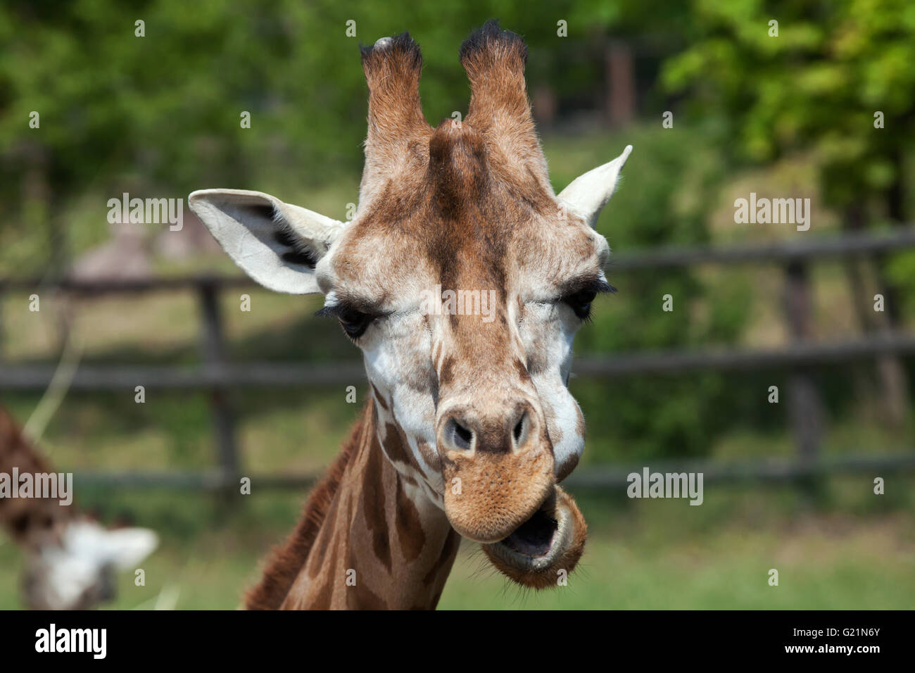 Rothschild Giraffen (Giraffa Plancius Rothschildi) am Zoo Prag. Stockfoto
