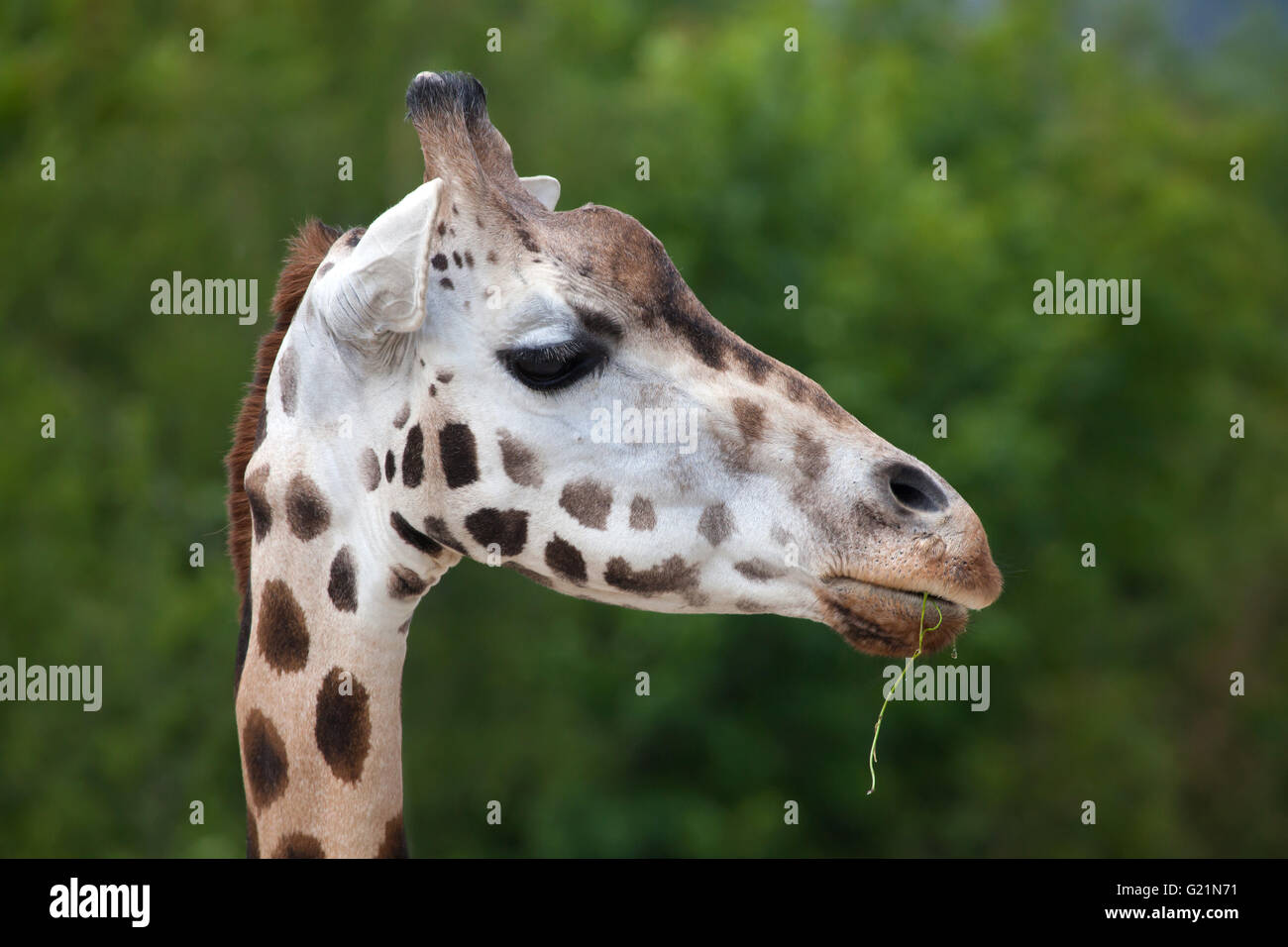 Rothschild Giraffen (Giraffa Plancius Rothschildi) am Zoo Prag. Stockfoto