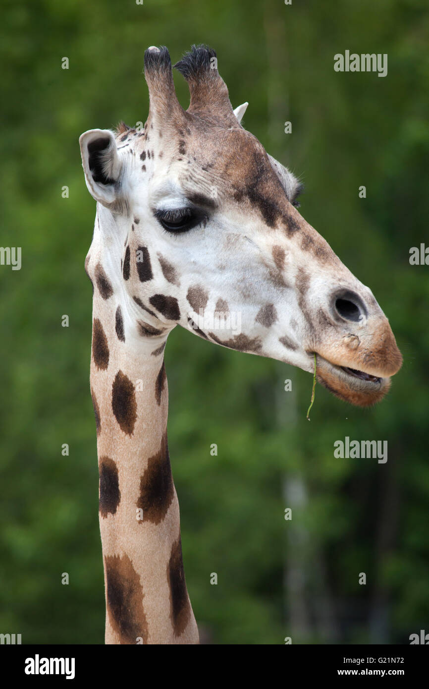 Rothschild Giraffen (Giraffa Plancius Rothschildi) am Zoo Prag. Stockfoto