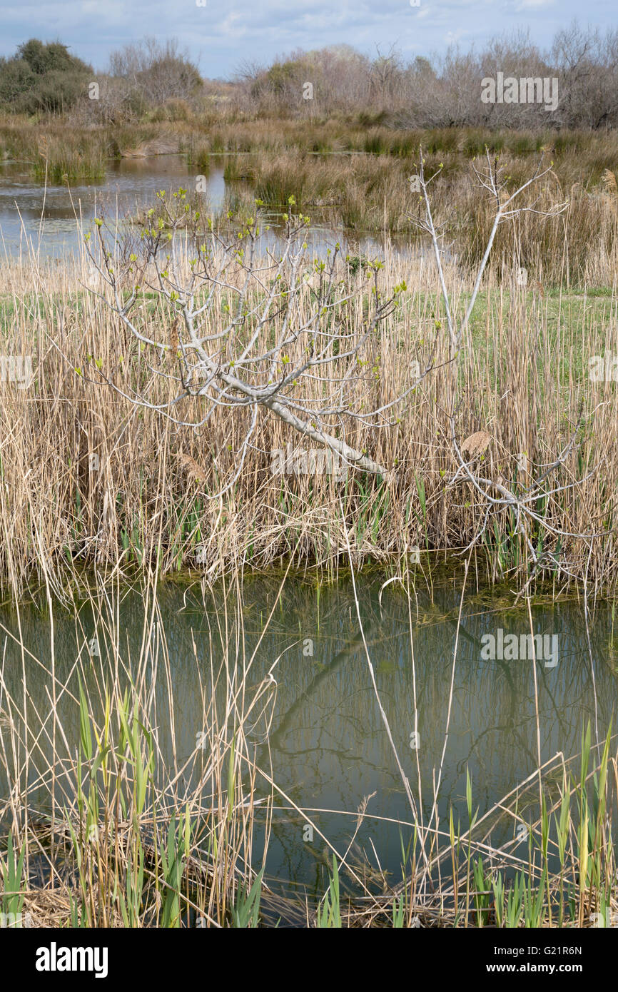 Grass und Schilf im Nationalpark der Camargue, Provence, Frankreich Stockfoto