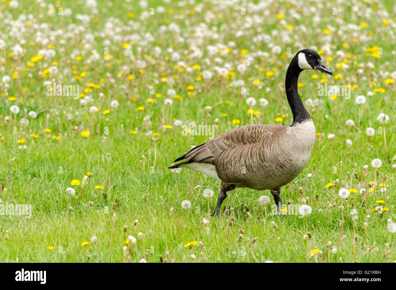 Kanada-Gans gehen auf eine Wiese voller Pusteblumen Stockfoto