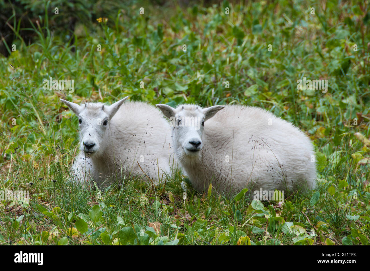 Bergziege-kids, Chicago-Becken, Columbine Pass Trail, Weminuche Wilderness Area, San Juan National Forest, Colorado. Stockfoto