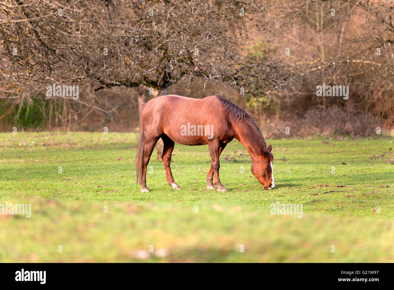 Quartal Pferd warten draußen und Essen Grass Porträt Stockfoto