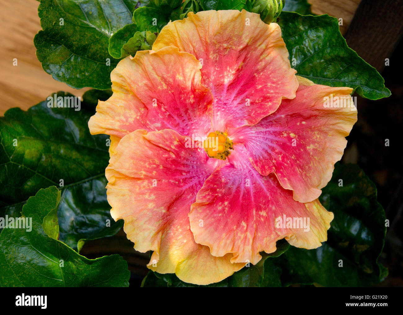 Louisiana zweifarbige Cajun Hibiskusblüte. Stockfoto