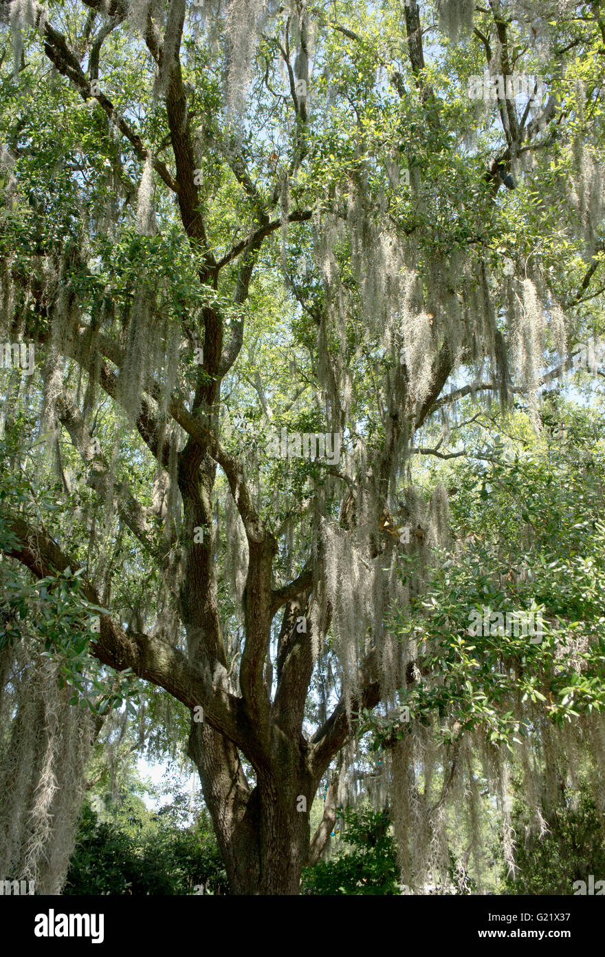 200 Jahre alten Eichen-Baum in New Orleans, Louisiana Stockfoto