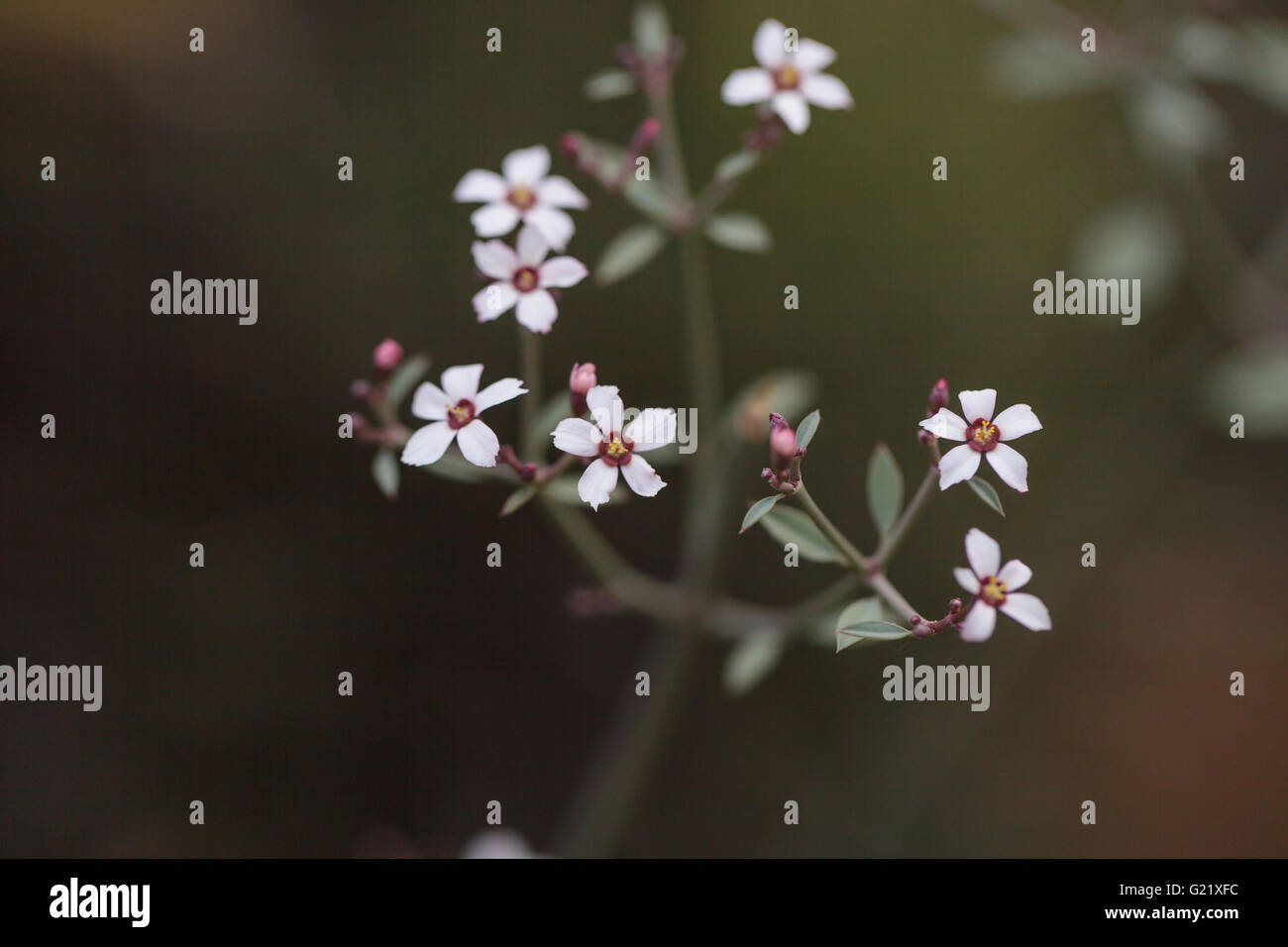 Kleine weie Blten blhen auf Euphorbia Xantii Kaktus blht in Baja  Kalifornien in der Wste Stockfotografie - Alamy