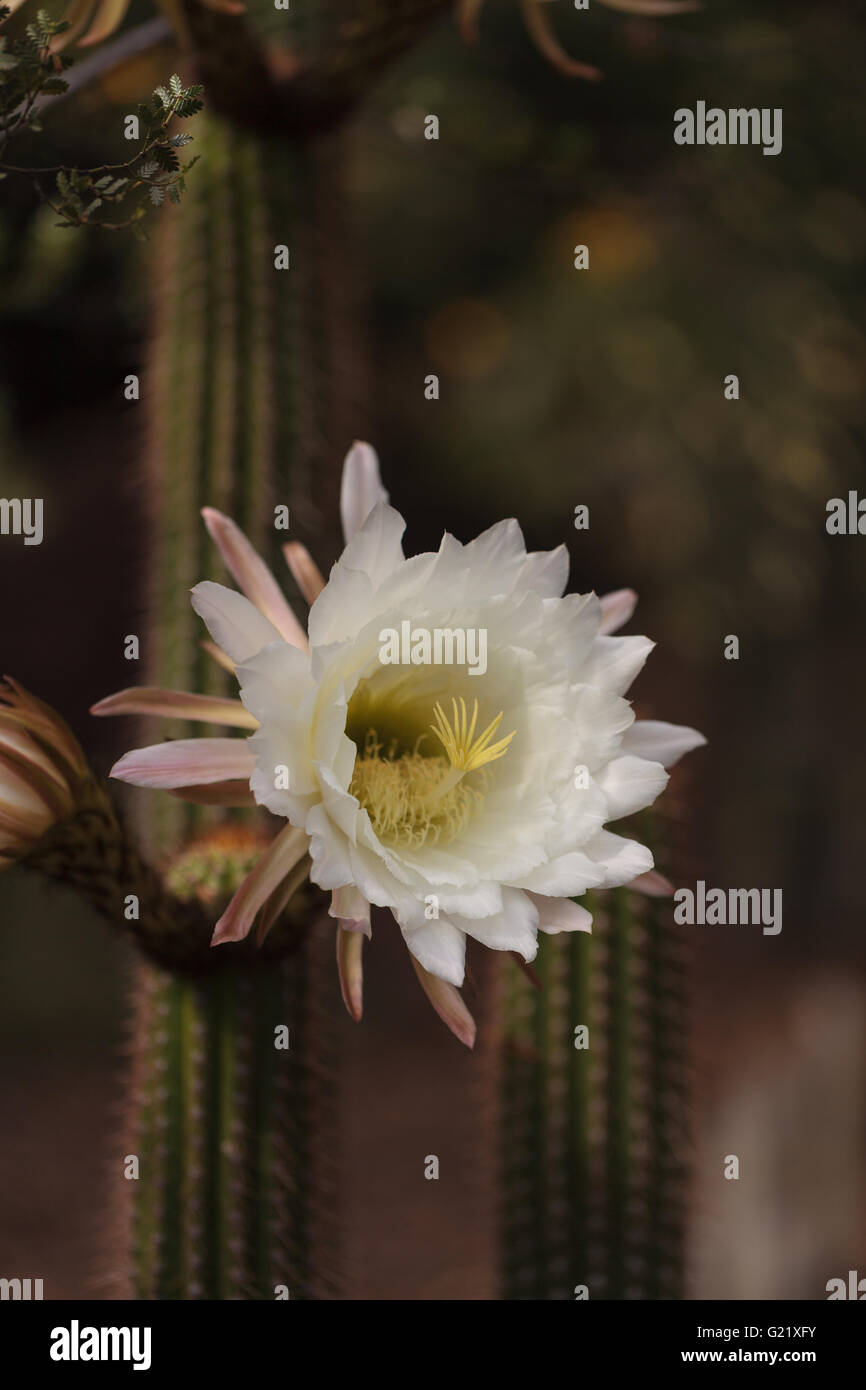 Weiße Trichocereus Spachianus Kaktus Blume blüht auf einem Kaktus in Arizona. Stockfoto