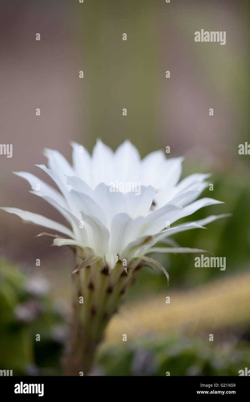 Weiße Trichocereus Spachianus Kaktus Blume blüht auf einem Kaktus in Arizona. Stockfoto