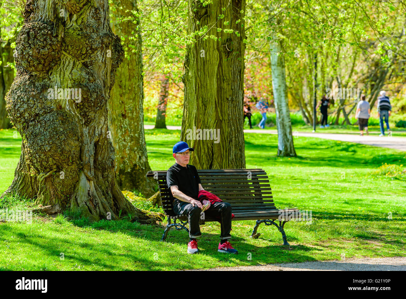 Ronneby, Schweden - 8. Mai 2016: Ältere männliche Person sitzen im Schatten auf einer Parkbank unter einem großen Baum. Echte Menschen in everyd Stockfoto