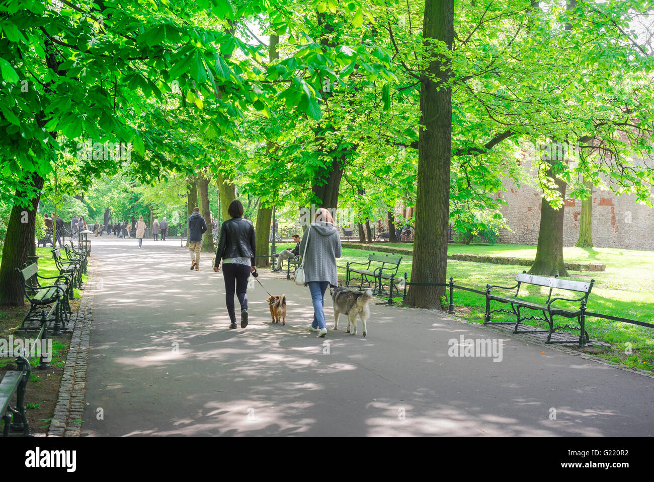 Menschen gehen Hund, Rückblick auf einen späten Frühlingmorgen von zwei Frauen, die mit ihren Hunden im Planty Park in Krakow, Polen laufen. Stockfoto