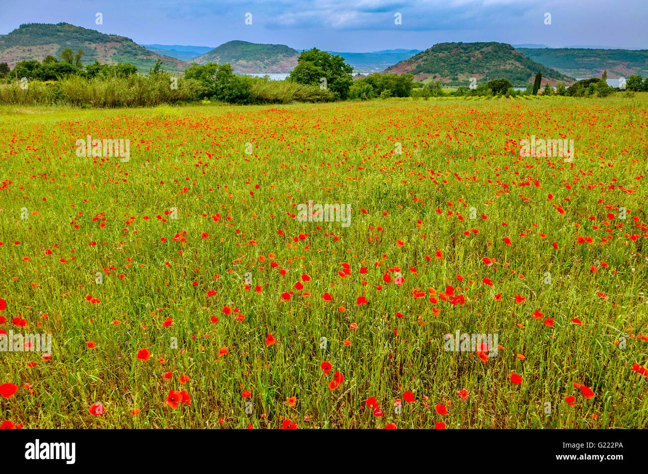 Bereich der rote Mohnblumen in der Nähe von Lac de Salagou, Herault, Frankreich Stockfoto