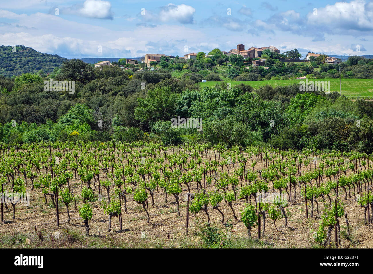 Weinberge mit frischen grünen Reben und entfernten kleinen Dorf, Languedoc Herault Frankreich Stockfoto