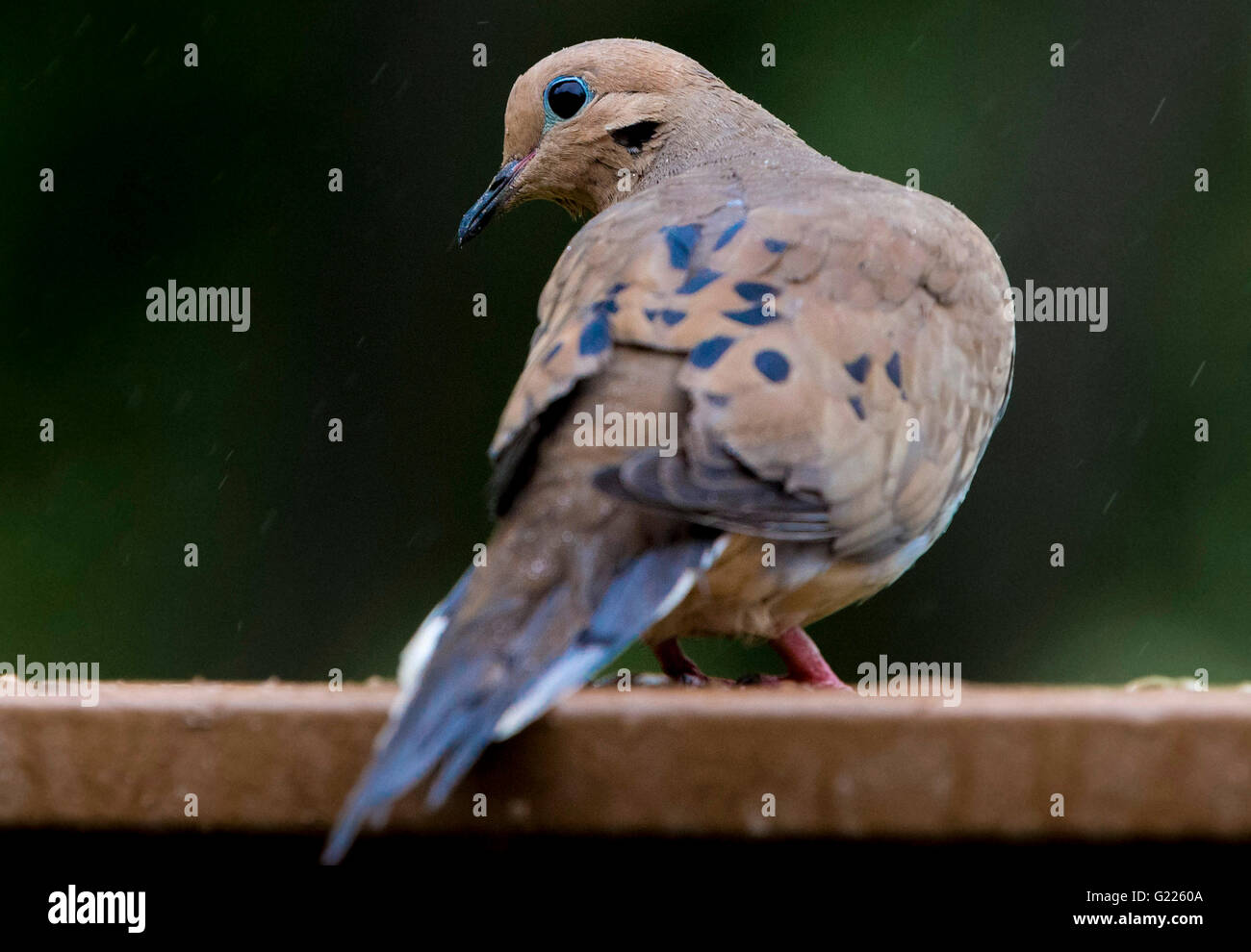 Im Rückblick Stockfoto