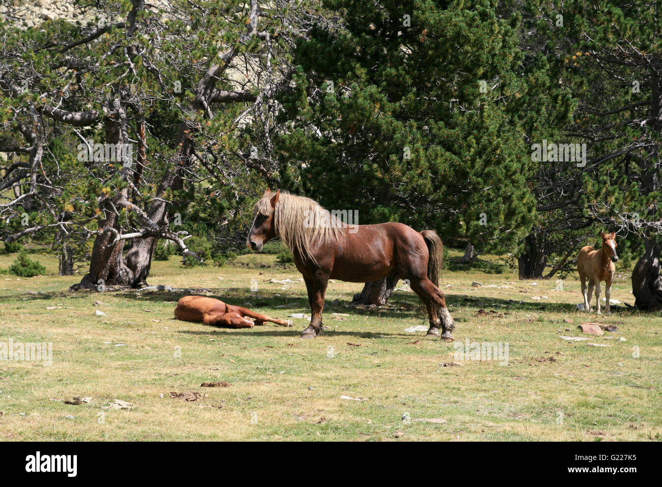 Wilde Pferde ruhen in einem Naturschutzgebiet Stockfoto