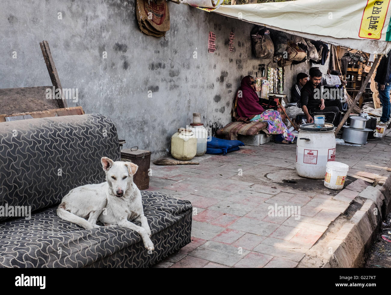 Hund auf Couch-Delhi, Indien Stockfoto