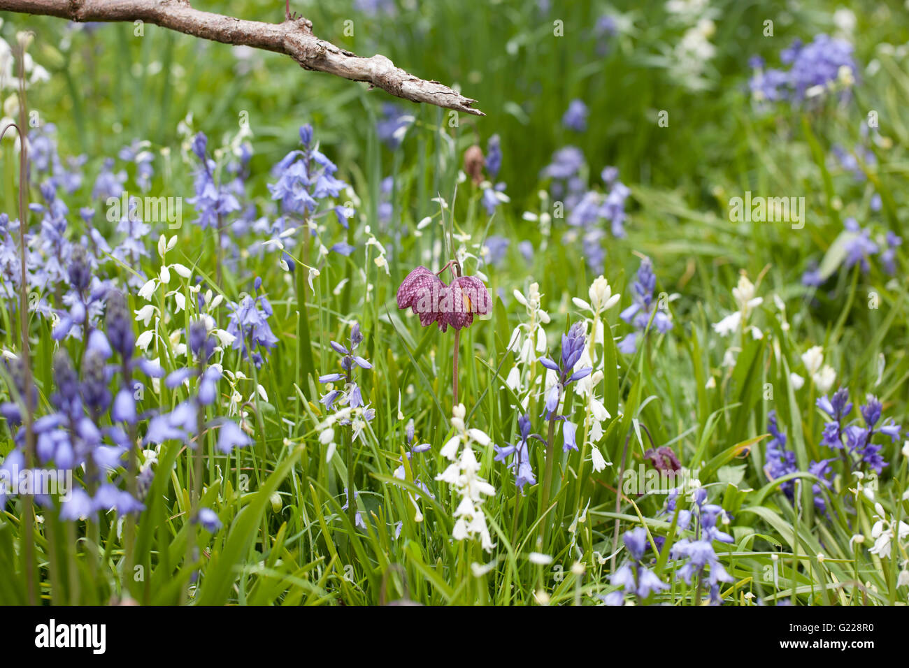 Nahaufnahme von Bluebells und Schlangen Kopf fritillary Blüte in einem Frühlingsgarten, England, Großbritannien Stockfoto