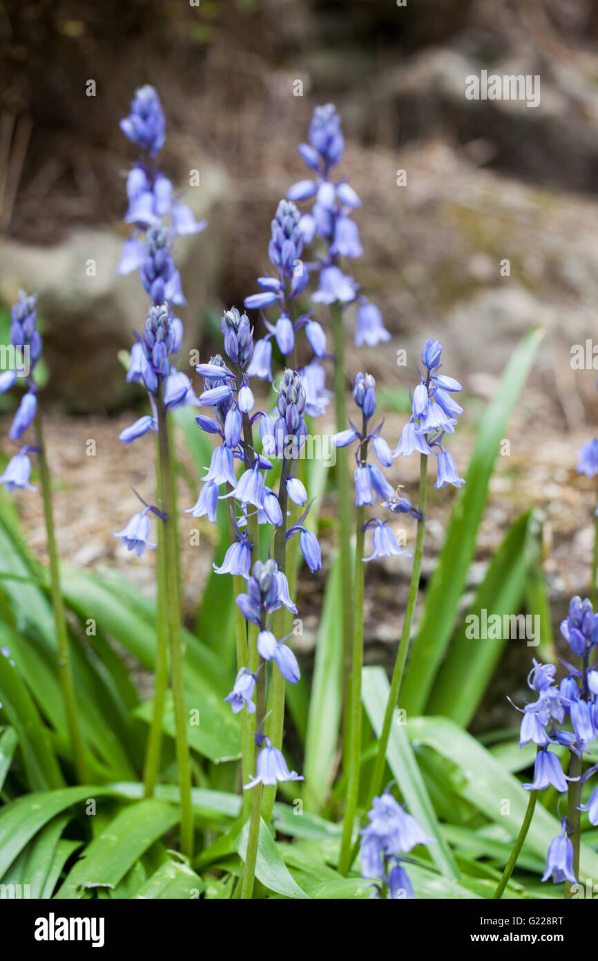 Nahaufnahme von Bluebells, die in einem englischen Garten blühen, England, Großbritannien Stockfoto