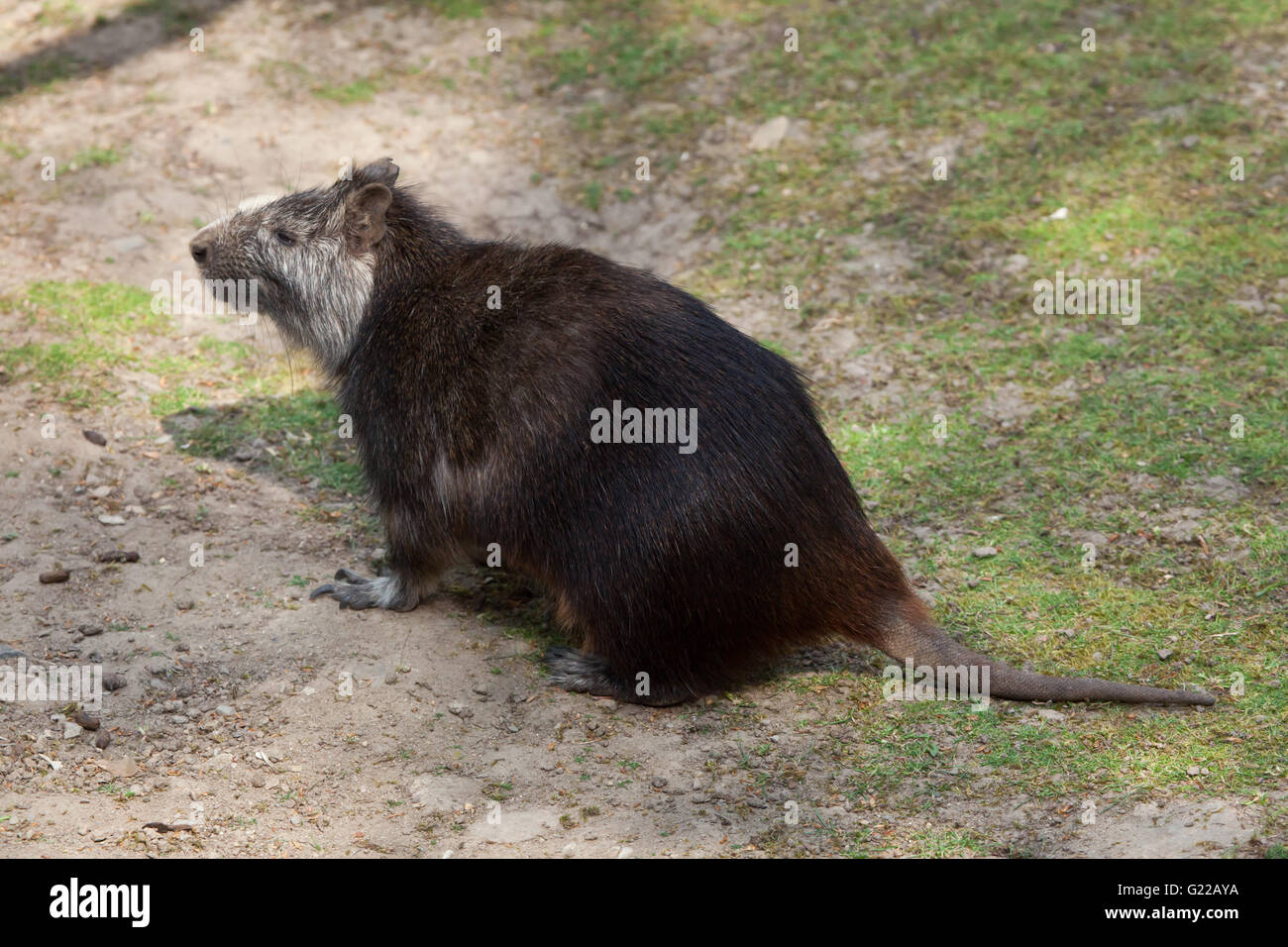 Desmarest Baumratte (Capromys Pilorides), auch bekannt als die kubanischen Baumratte am Zoo Prag. Stockfoto