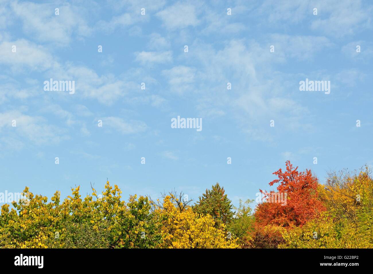Bunter Herbst Bäume und blauer Himmel. Raum in Oberseite Stockfoto