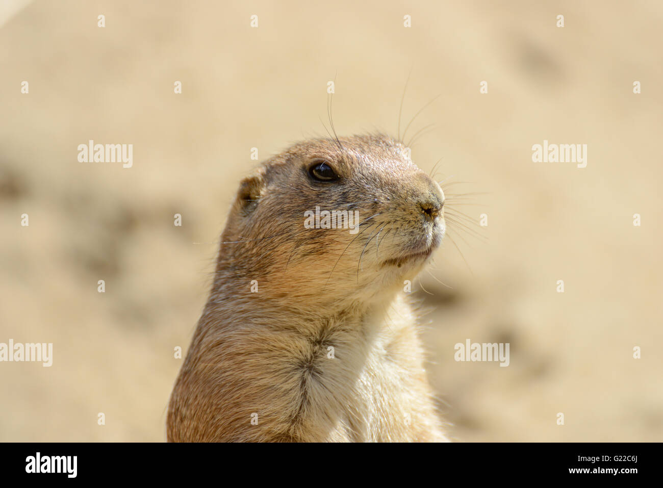 braune Goundhog auf der Uhr in der Sommersonne Stockfoto