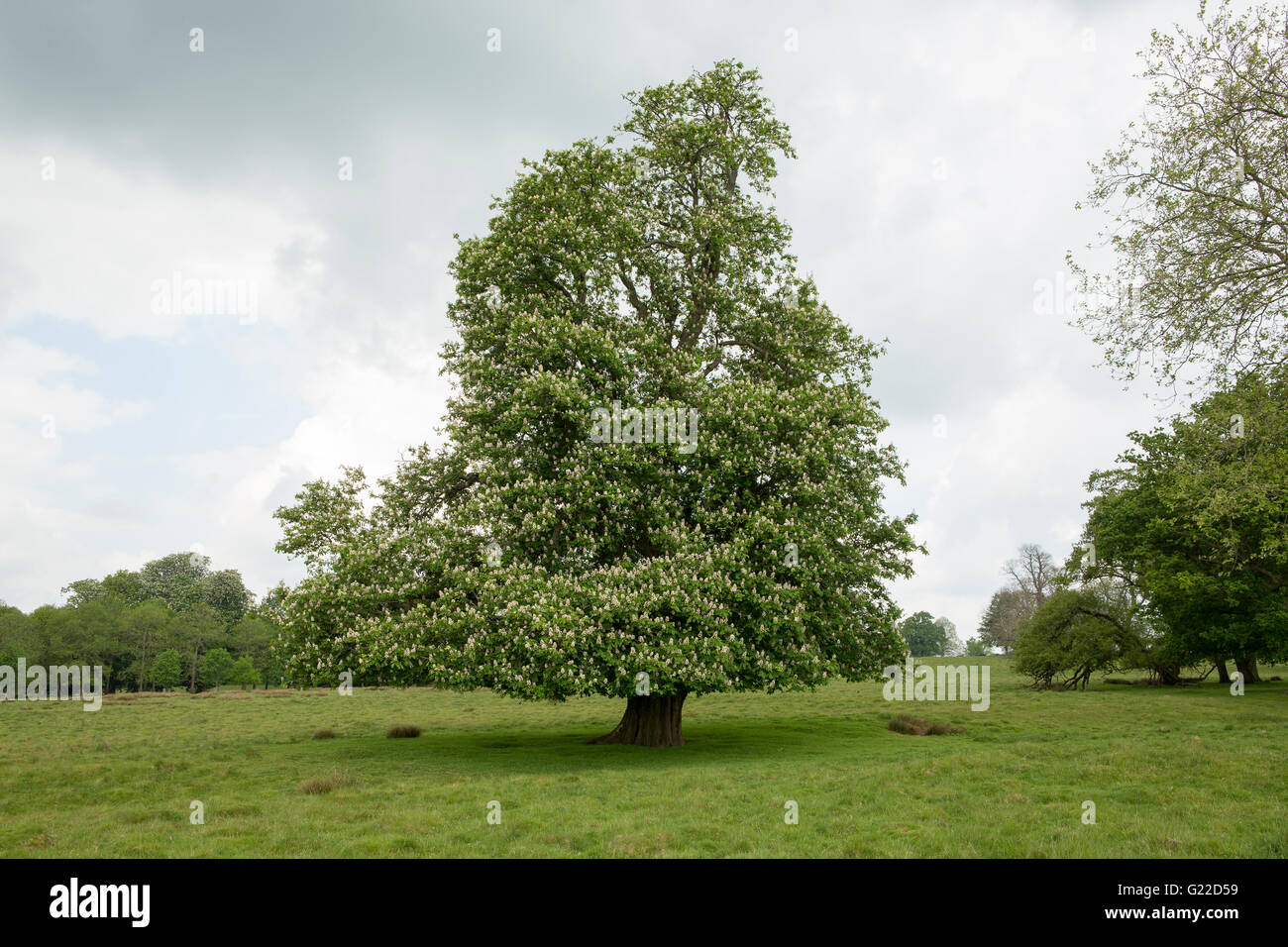 Herrliche einsame Rosskastanie Baum auf einer Parklandschaft Stockfoto