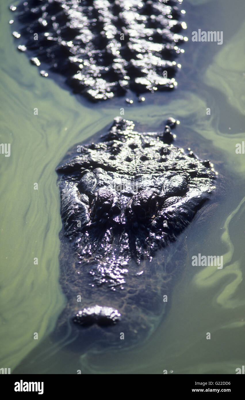 Der amerikanische Alligator (Alligator Mississippiensis) sonnen sich im Wasser in der Adelaide Zoo - Australien. Stockfoto