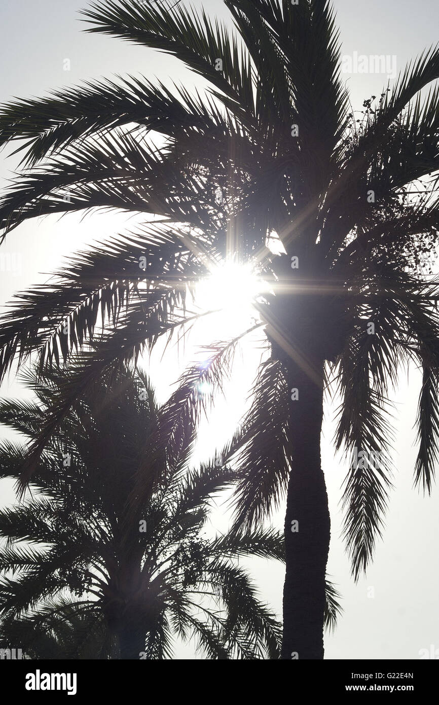 eine wunderschöne poetische Detailabbildung von zwei Palmen an der Strandpromenade von Palma Schuss von unten gegen die Sonne, Palma De Mallorca Stockfoto