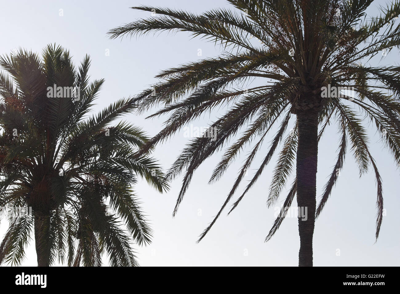eine wunderschöne poetische Detailabbildung zwei Palmen an der Strandpromenade von Palma gedreht von unten gegen einen klaren, blauen Himmel, Palma Stockfoto