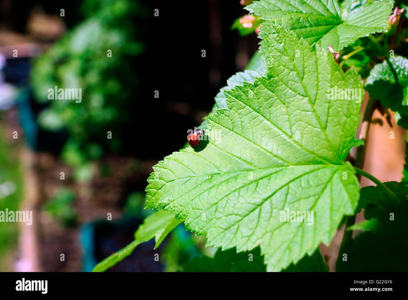 MARIENKÄFER ROT / SCHWARZE FLECKEN AUF SCHWARZEN JOHANNISBEEREN BLATT. Stockfoto