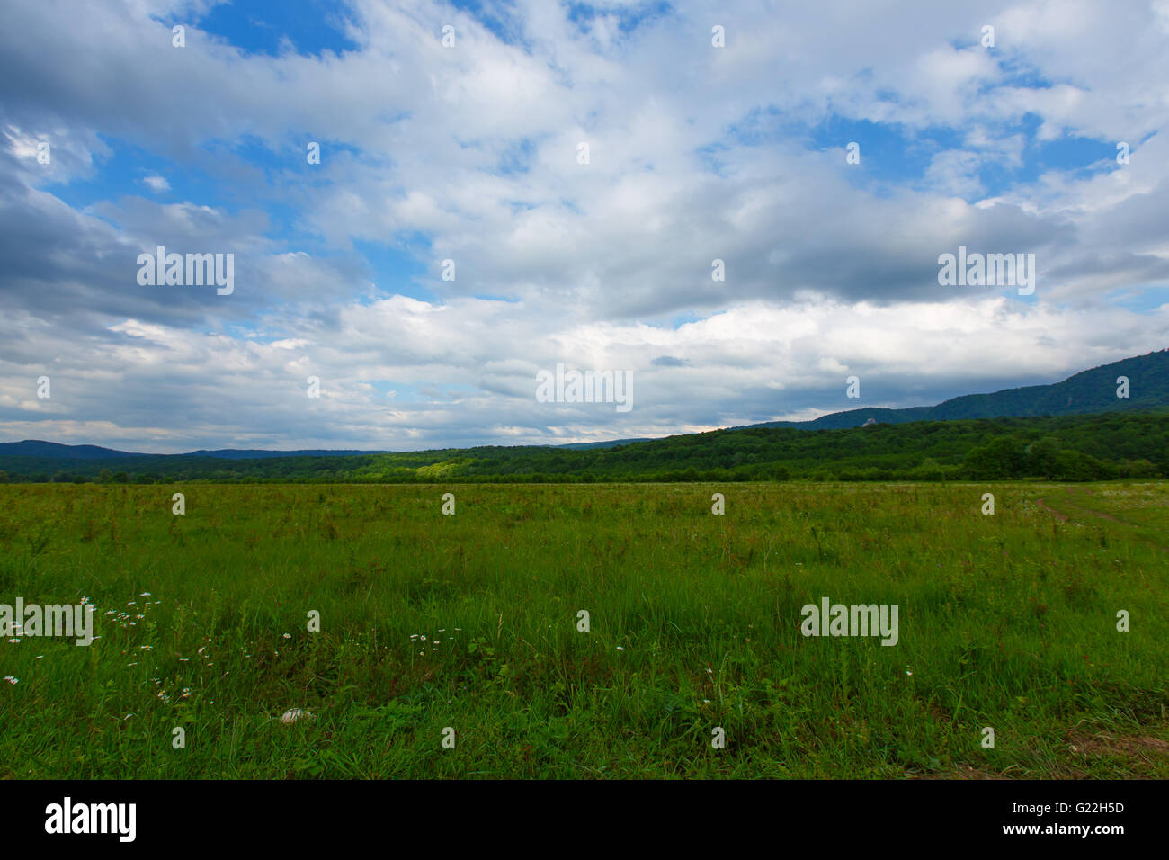 Sky Grasgrün Feld blaue Wolke Rasen Wiese Sommer ländliche Sonnenlicht Landschaft bewölkt Pflanze Land schöne Natur Wolkengebilde Stockfoto