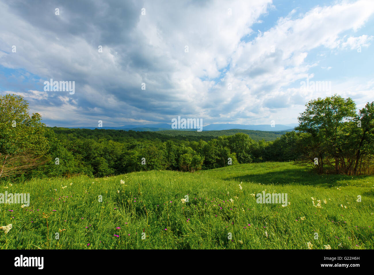 Sky Grasgrün Feld blaue Wolke Rasen Wiese Sommer ländliche Sonnenlicht Landschaft bewölkt Pflanze Land schöne Natur Wolkengebilde Stockfoto