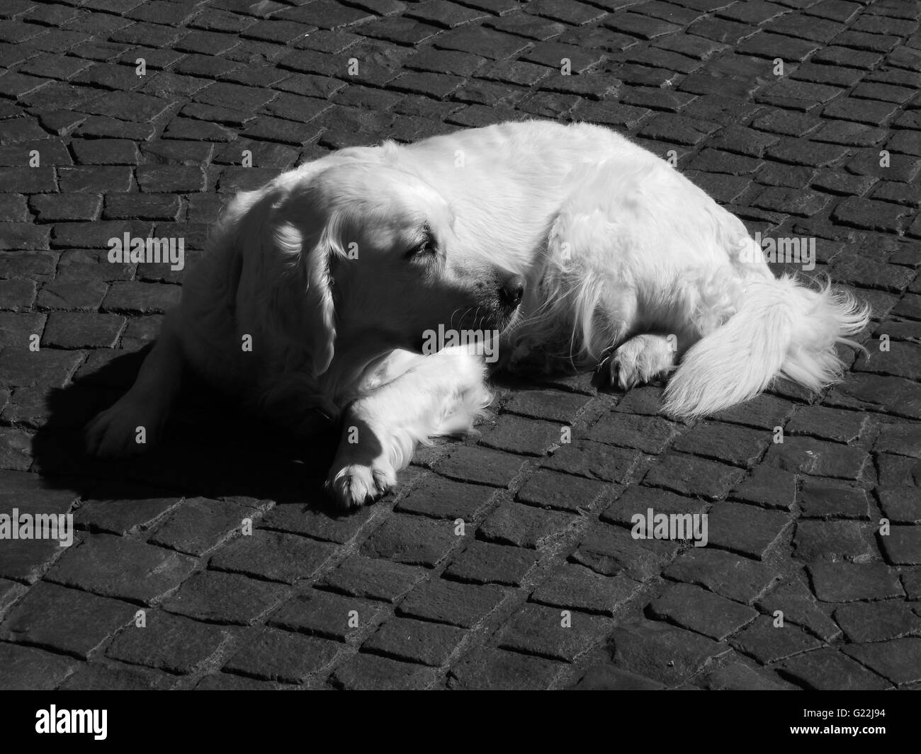 weißer Hund auf der Straße Stockfoto