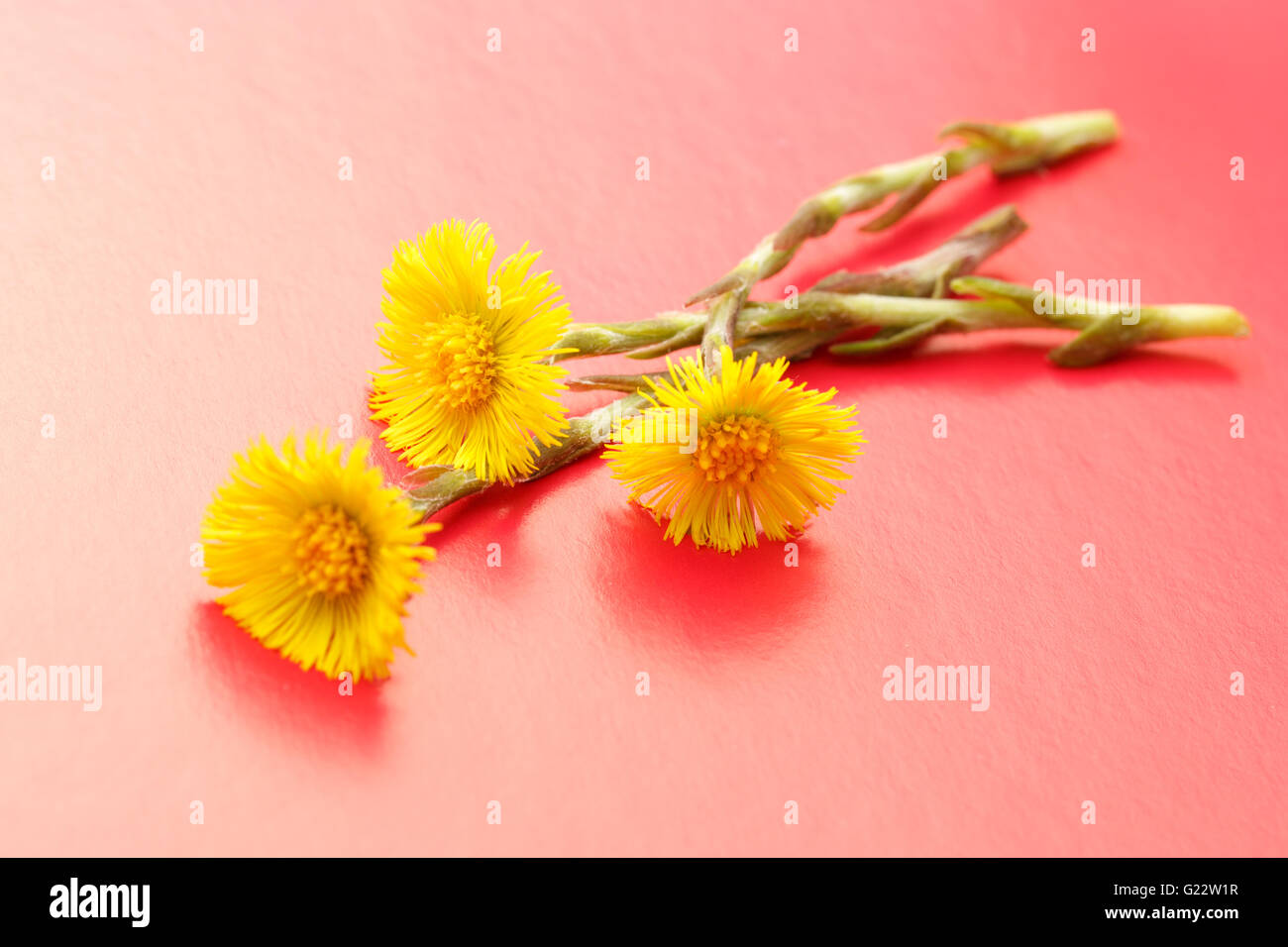 Frischen Frühling Blumen Foalfoots auf rotem Grund Stockfoto