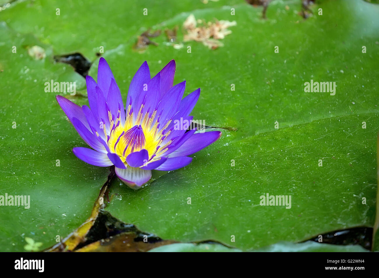 Lila Lotus-Blume Stockfoto