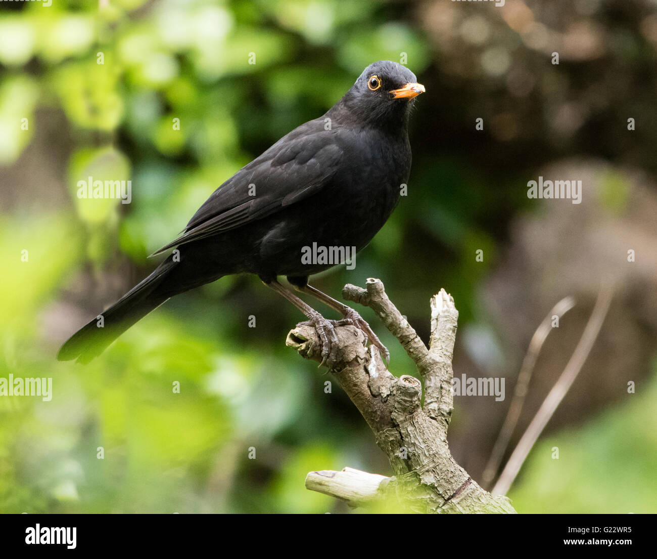 Männliche Amsel stehend auf einem Ast, Chipping, Lancashire. Stockfoto