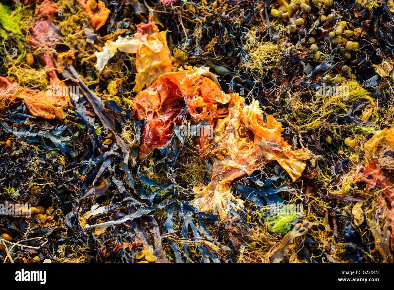 Bunten Algen am Ufer neben Loch Sween Argyll, Schottland Stockfoto