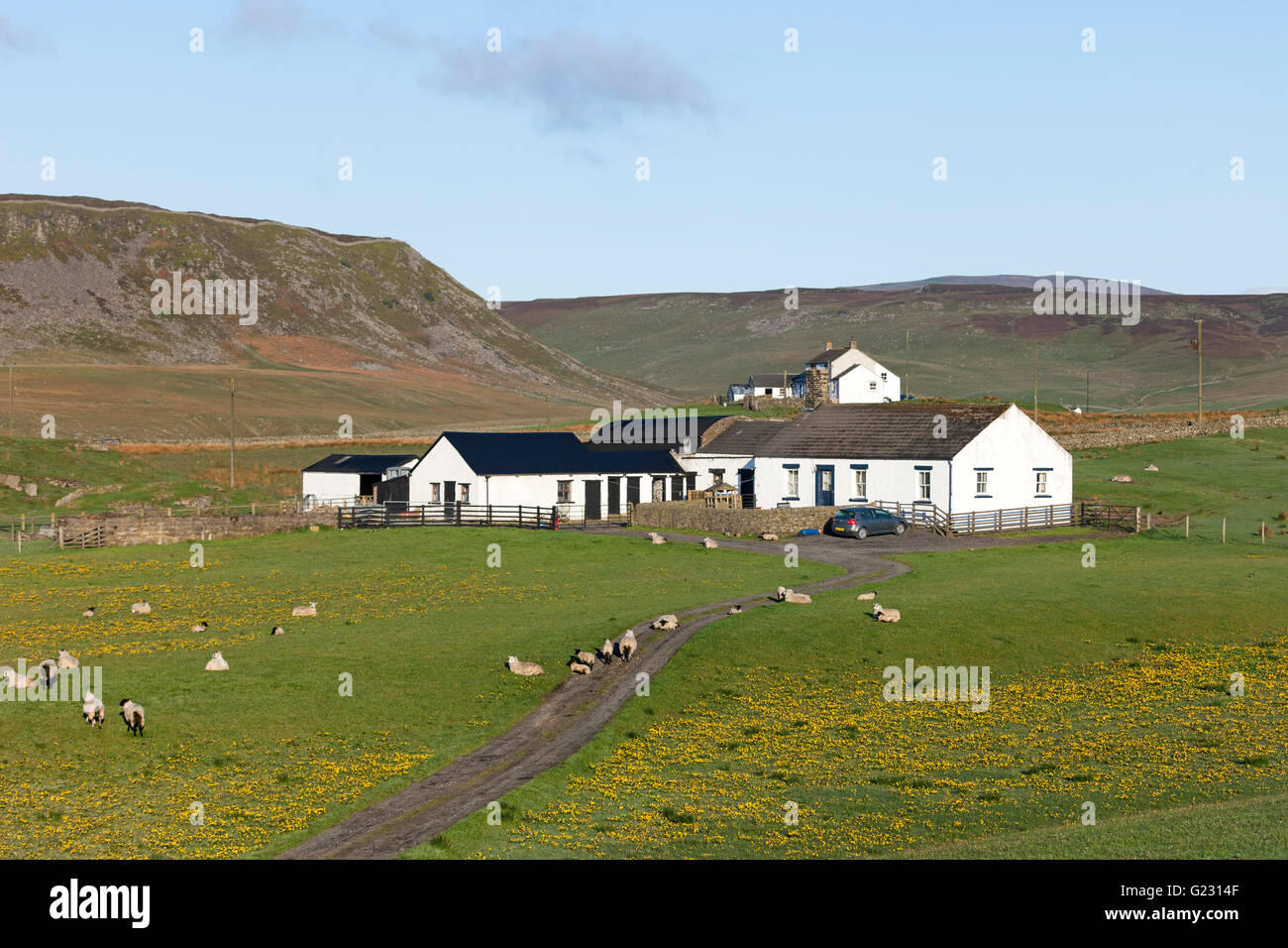 Wald-in-Teesdale, County Durham UK.  Montag, 23. Mai 2016. Großbritannien Wetter. Nach einem kühlen starten ein weiteres Bußgeld und sonniger Tag ist in Aussicht für Nordengland.  Das schöne Wetter fördert die Sumpfdotterblumen blühen und fügen Sie einen Spritzer Farbe zu den hochgelegenen Wiesen des oberen Teesdale. Bildnachweis: David Forster/Alamy Live-Nachrichten Stockfoto