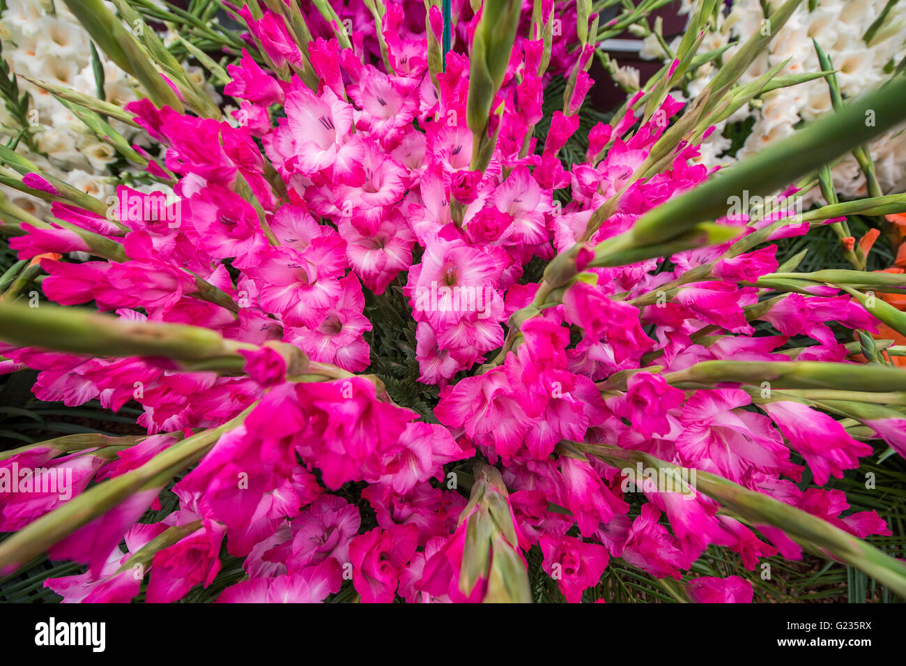 London, UK. 23. Mai 2016. Gladiolen auf den Fasan Hektar großen Pflanzen stehen. Tag der Eröffnung der Chelsea Flower Show. Bildnachweis: Guy Bell/Alamy Live-Nachrichten Stockfoto