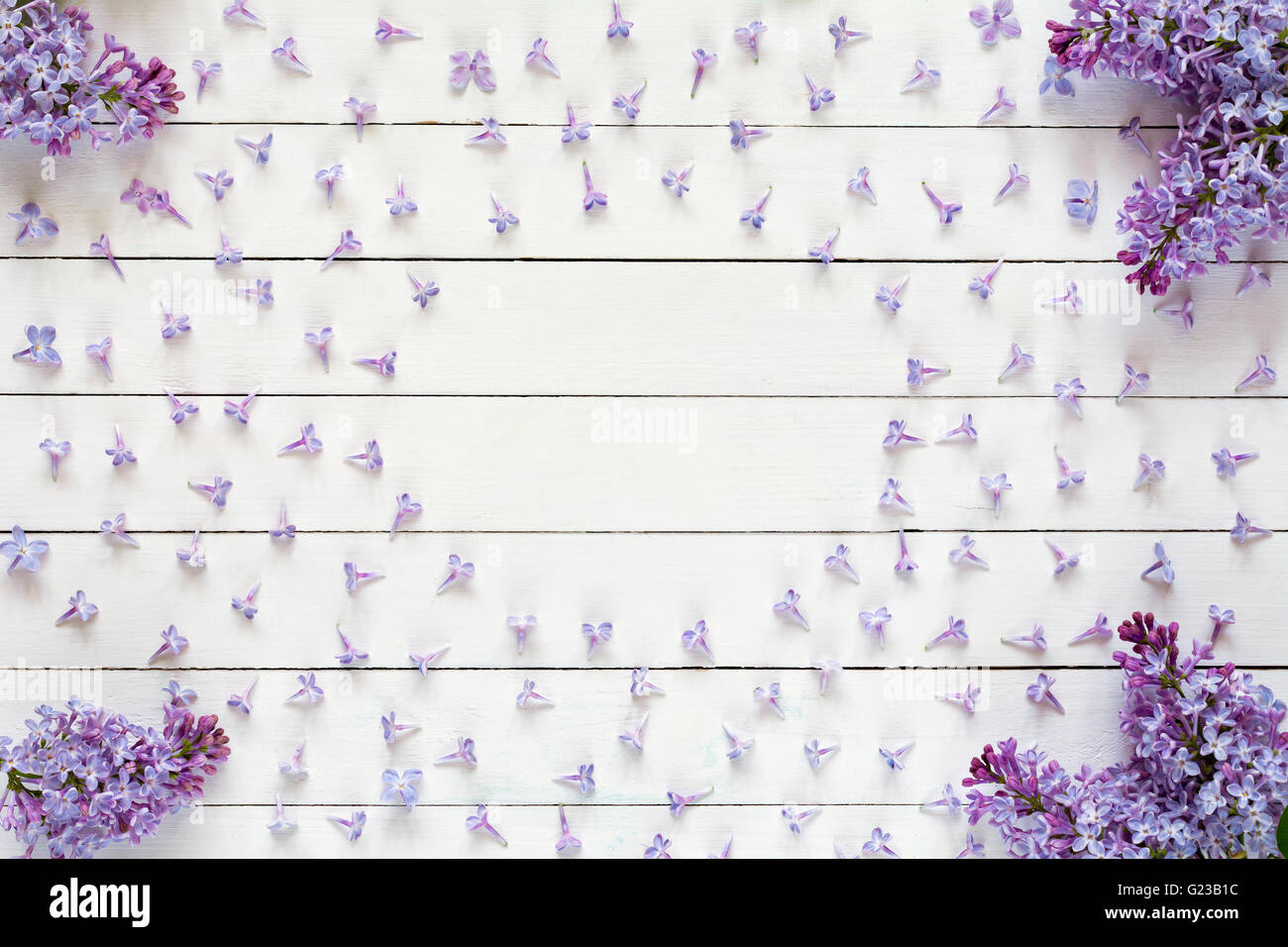 Lila Blumen-Muster auf weißem Hintergrund aus Holz. Flache Lay lila lila Blumen auf weißem Hintergrund, flach legen Stockfoto