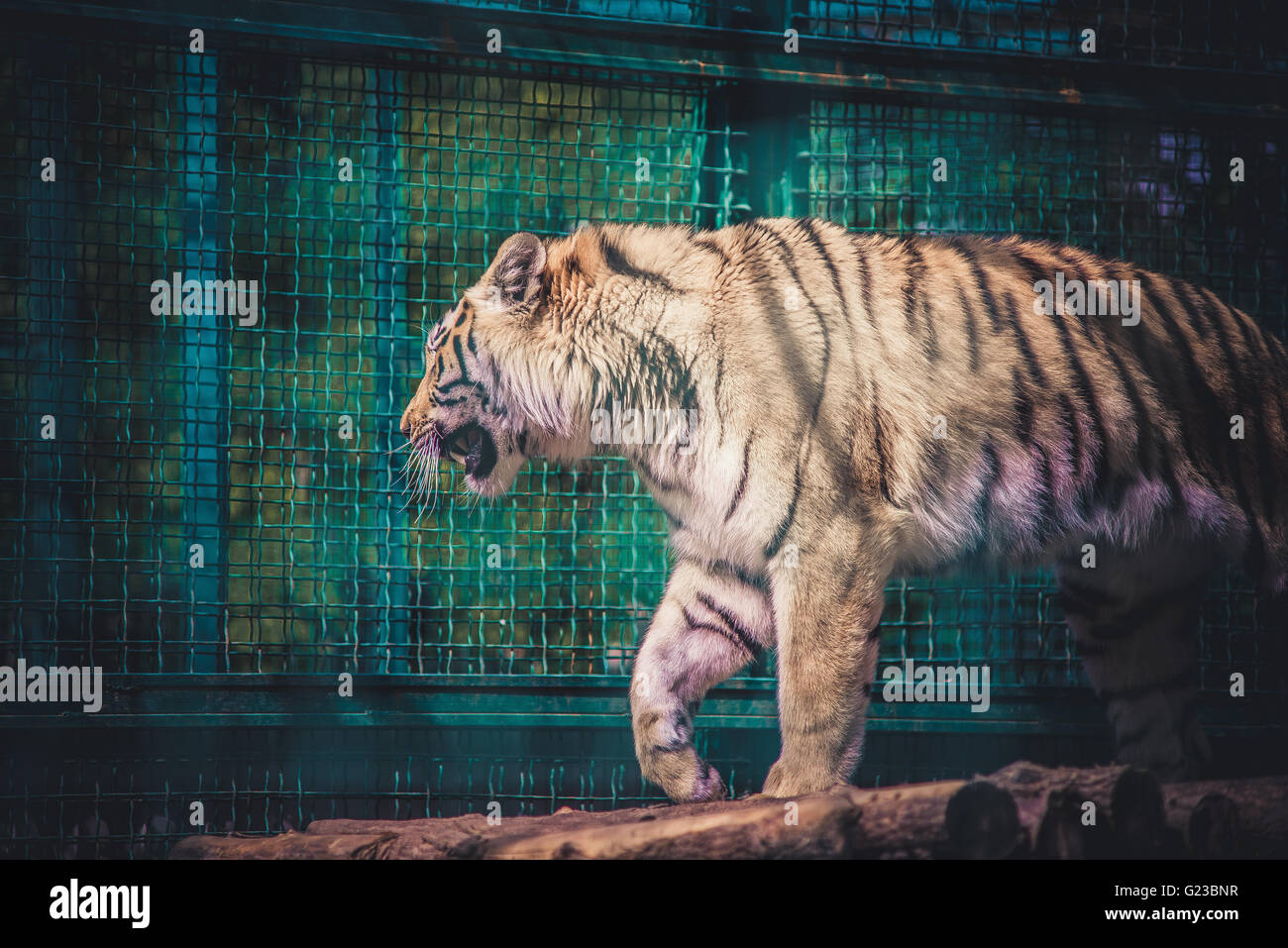 trauriger Tiger in einem Käfig Stockfoto