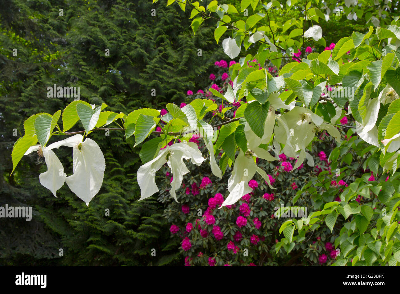 Taschentuch Baum Davidia Involucrata Stody Lodge Woodland kann Gärten Norfolk Stockfoto
