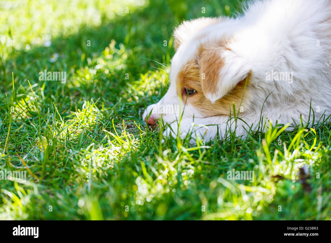 EE roten Border Collie Welpen. Junger Hund draußen auf dem Rasen. Stockfoto