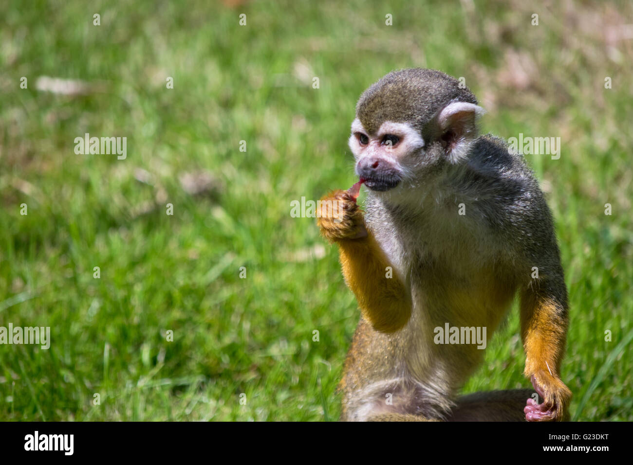 Totenkopfaffen im Birmingham Wildlife Conservation Park Stockfoto