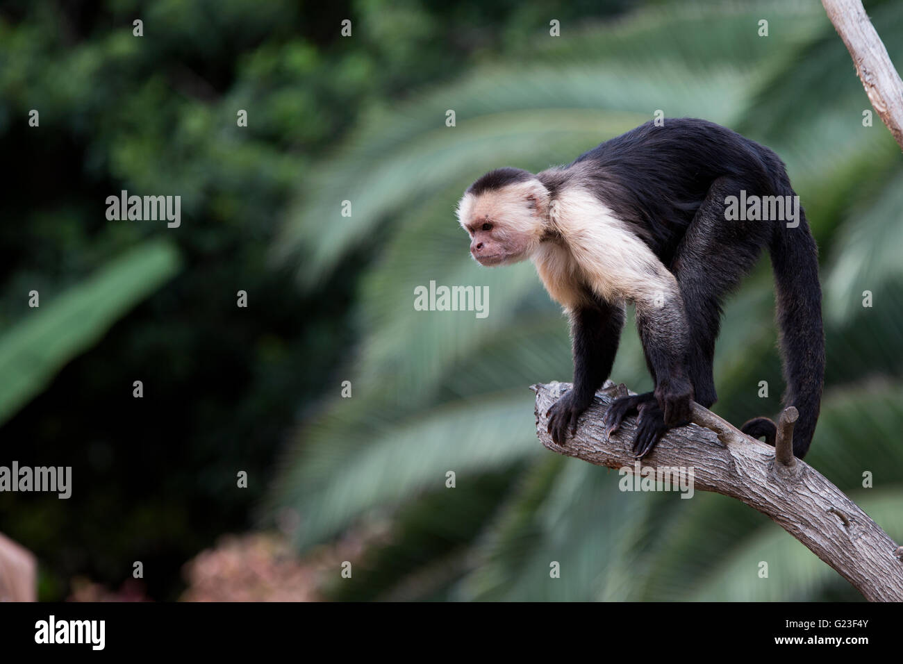 Kapuziner-Affen im Baum. Stockfoto