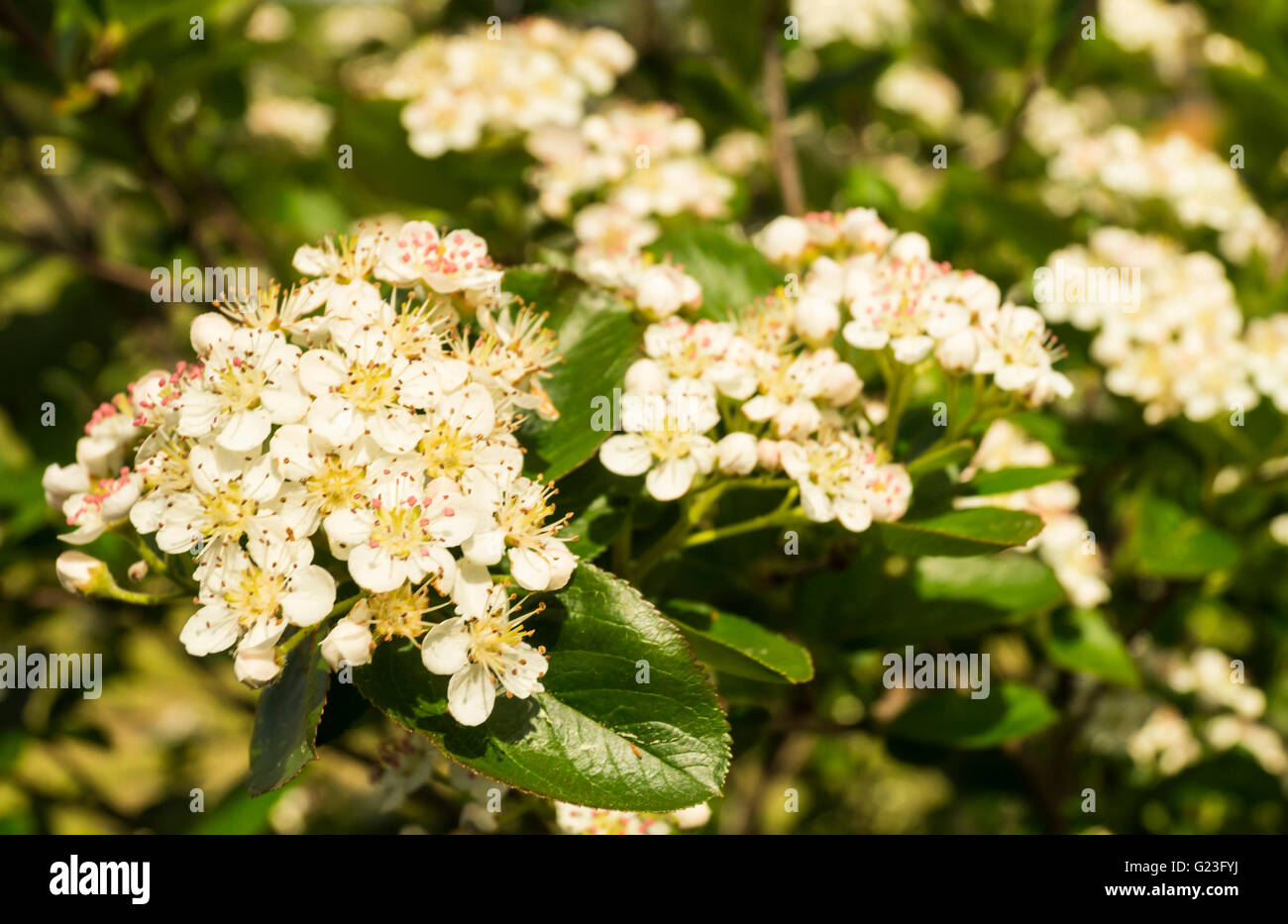 Spring Blossom von Rowanberry(Aronia melanocarpa) im Garten am Zweig mit grünen Blatt Stockfoto