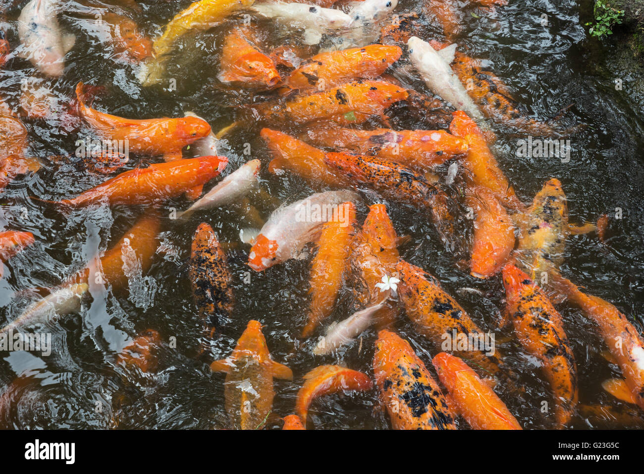 Schwarm von Koi Gedränge einander an der Oberfläche eines Teiches Stockfoto