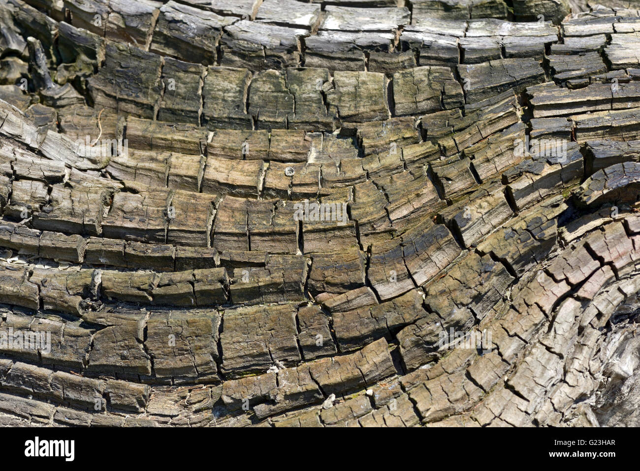 Holzstruktur abstrakte Makro Hintergrund Stockfoto