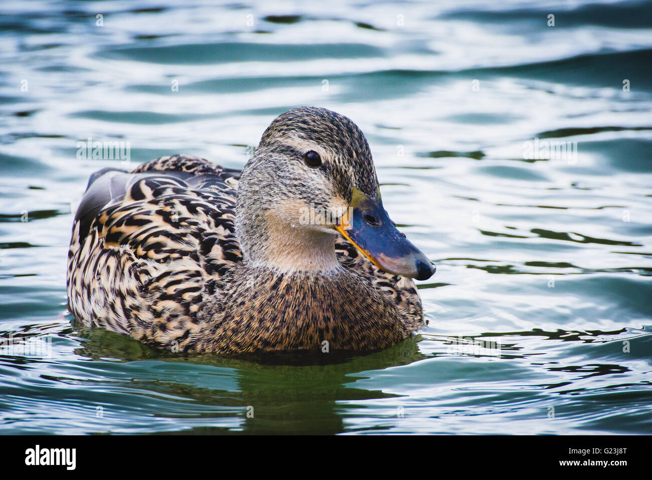 Weibchen der Ente auf dem Wasser Stockfoto