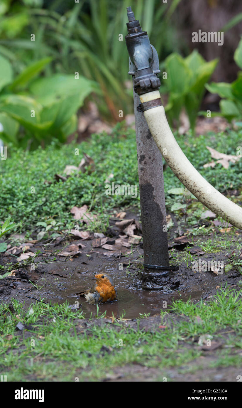 Robin Waschen in einer schlammigen Pfütze neben einem tropfenden Wasserhahn. Großbritannien Stockfoto